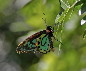 richmond-birdwing-butterfly-671567_1280